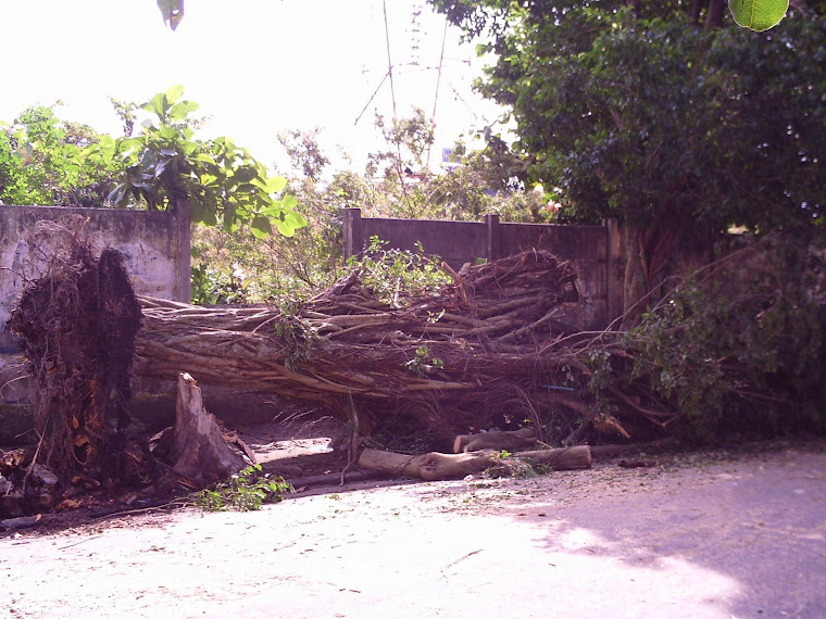 DESTRUIÇÃO DA NATUREZA ATÉ PELA PRÓOPRIA NATUREZA