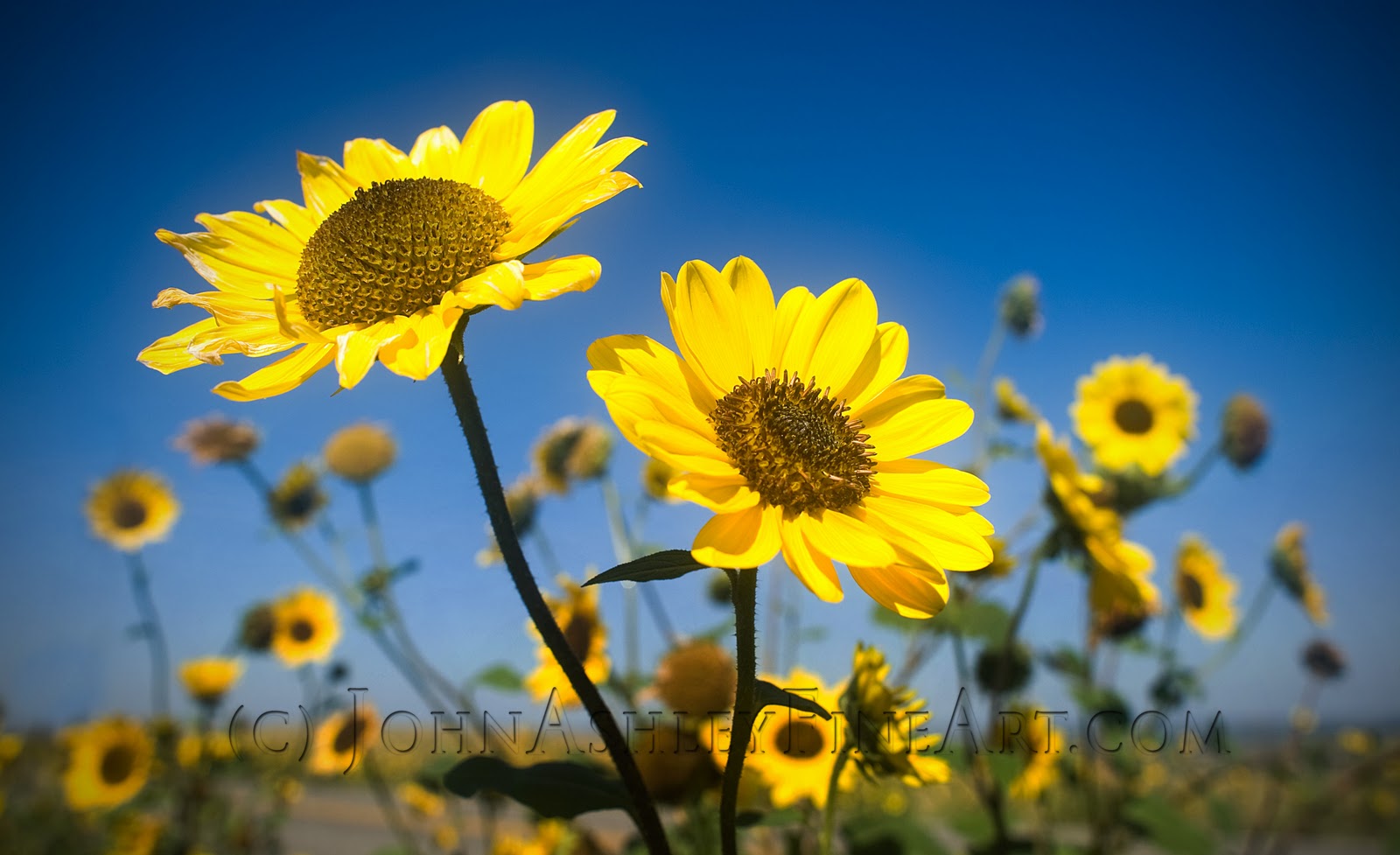 Wild and Free Montana Sunflower Dreams