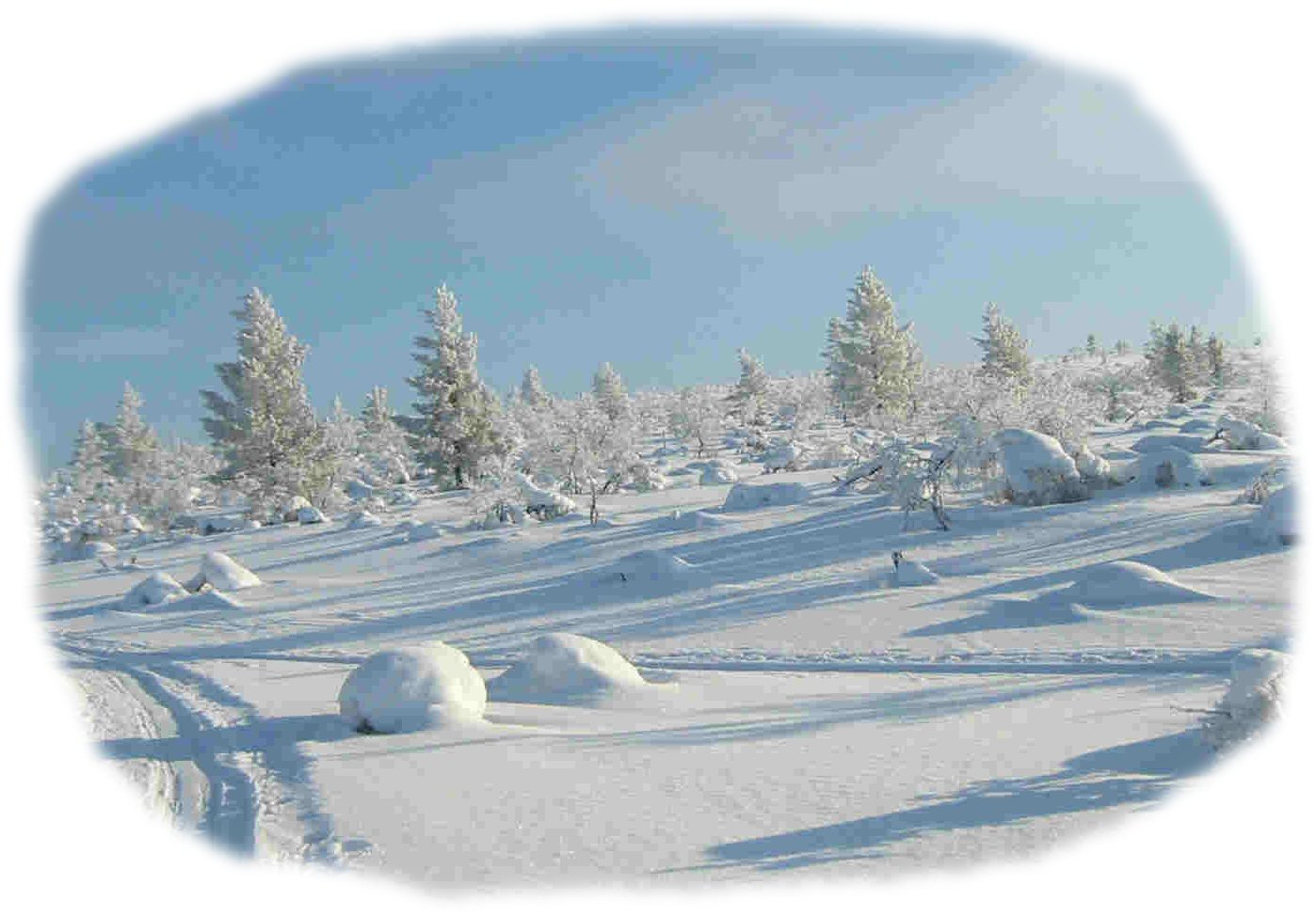 [lappi.jpg]