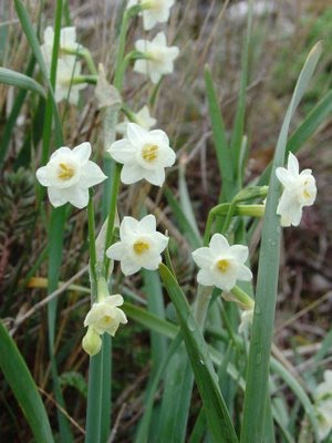 [NARCISO1.bmp]