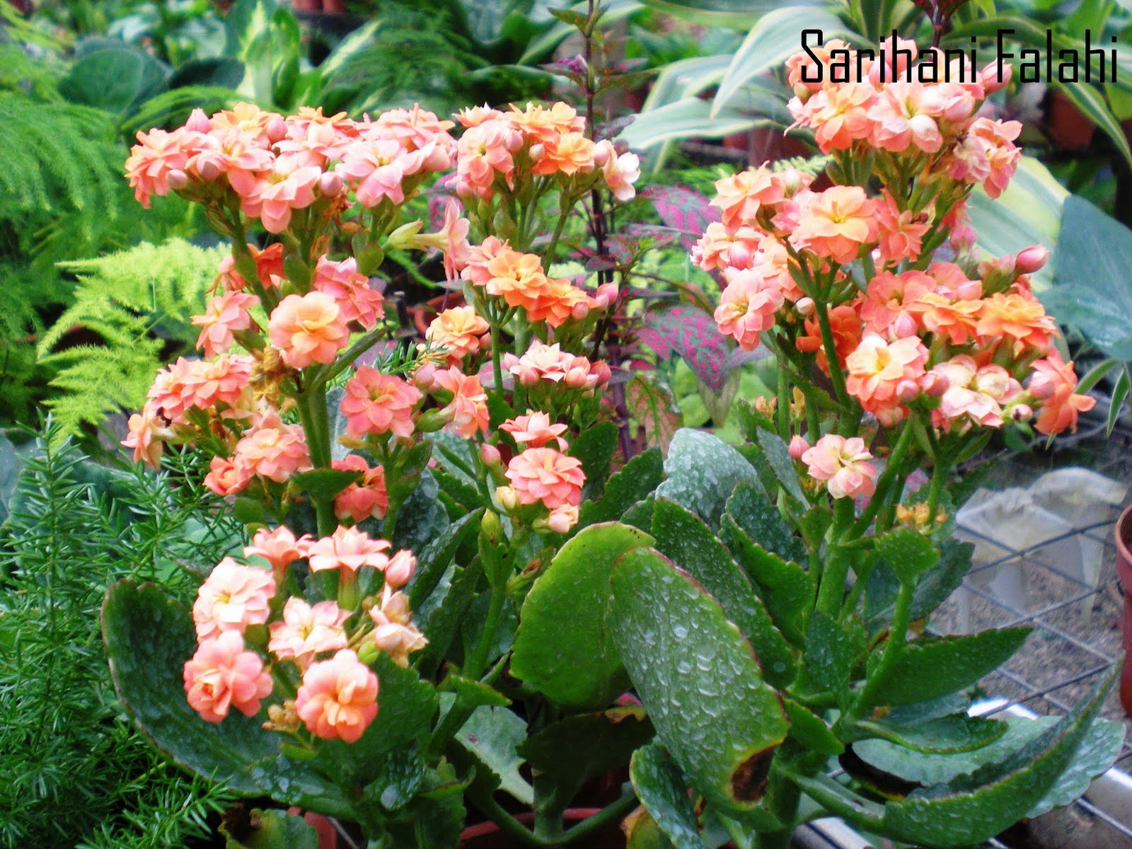 Daun Setawar