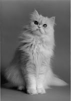 foto kucing persia 1