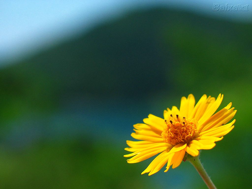 [Flor.jpg]