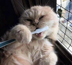 Toothbrushing Cat