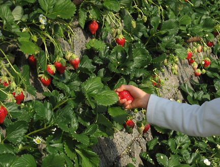 [=?utf-8?B?bcO1dHRldGVyYWQgYXJtYXN0dXNlc3QuanBn?=-727599]