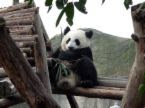 熊貓圖片3