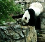 熊貓圖片1