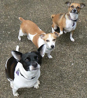 Sul+Romanzo_tre+cani.jpg