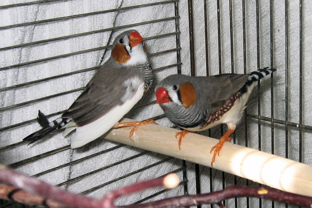 Blog E Wong Ndeso Gambar Burung