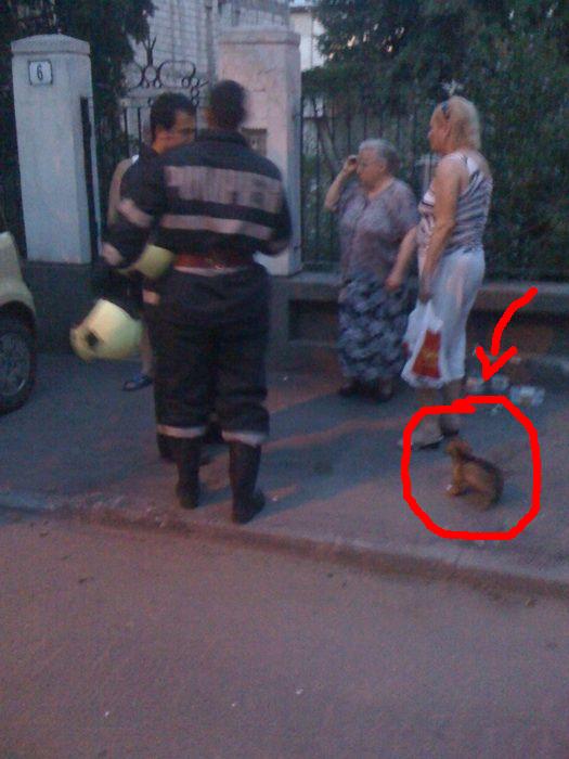 [catelusul.JPG]