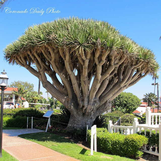 How To Move A Dragon Tree at Jeffrey Feeney blog