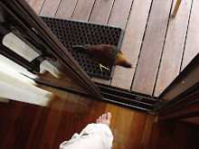 Rooster at my foot