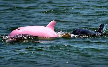 [Pink+Dolphin.jpg]