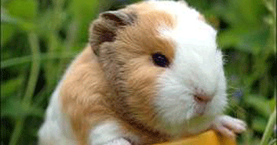 Pet Cute Room: Where Did Guinea Pigs Get Their Unusual Name?