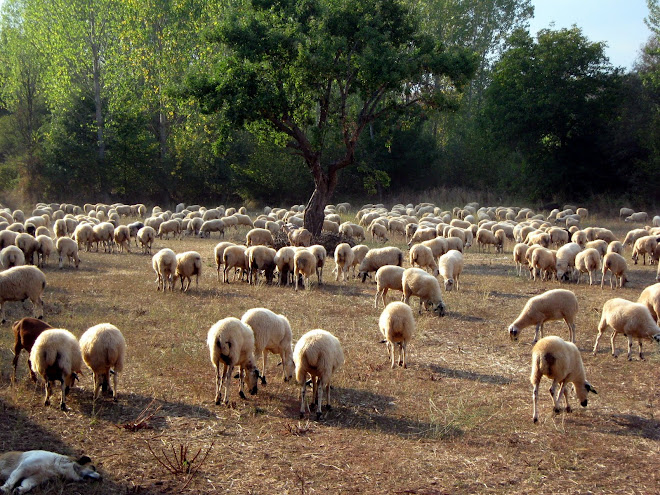 Obejas en elhuerto el cura.