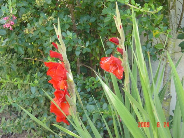 [DSC07918.JPG]