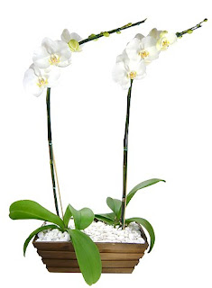 phalaenopsis-dupla_gd-790506.jpg