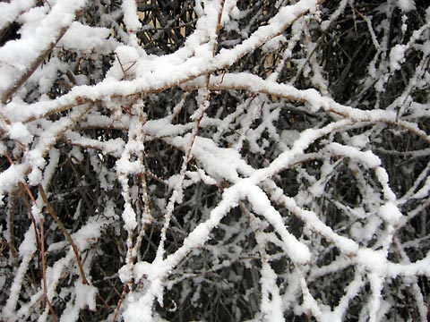 [snowtext03.jpg]