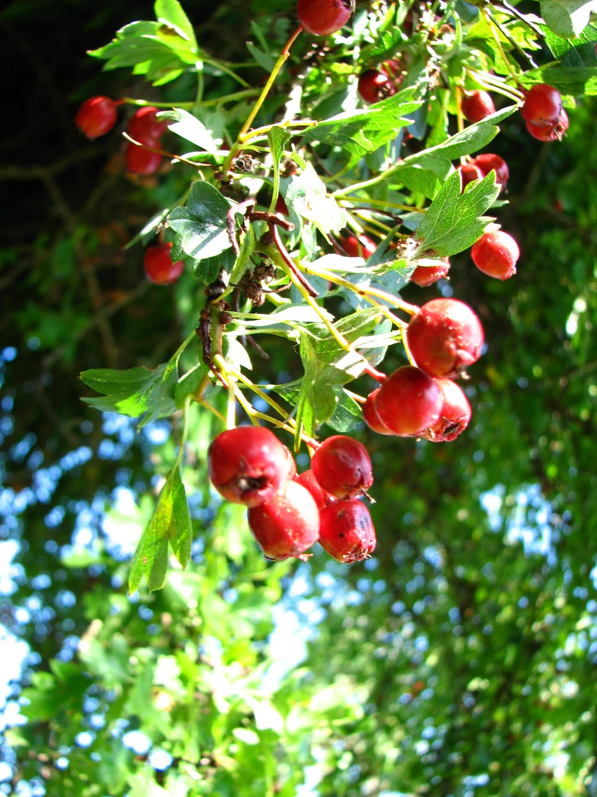 [IMG_0016.JPG]