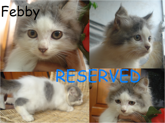 febby RESERVED