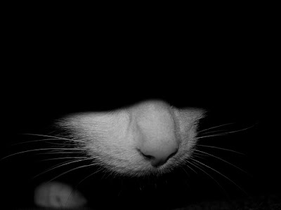 معضم فلاشات السيتول In+the+dark+cat