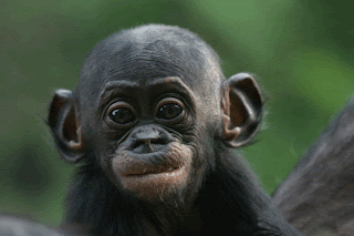 lr-new-best-bonobo-pics_web.gif