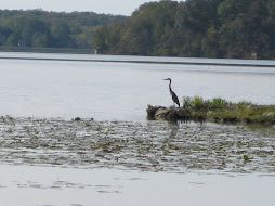 An egret at Kiser Lake