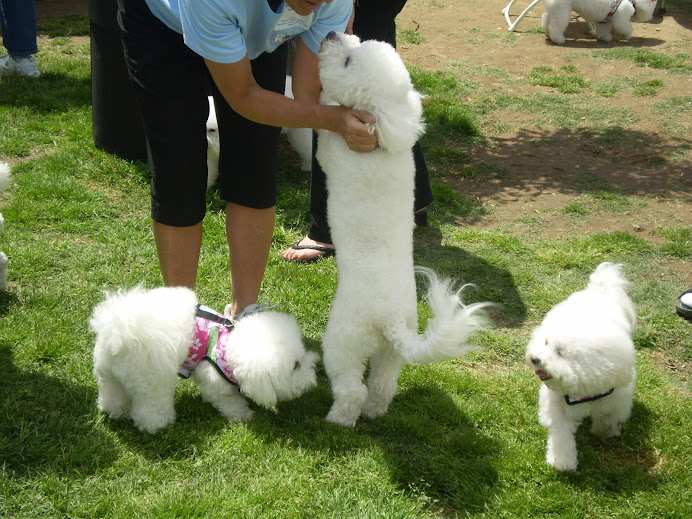 Bichon Fur Kids