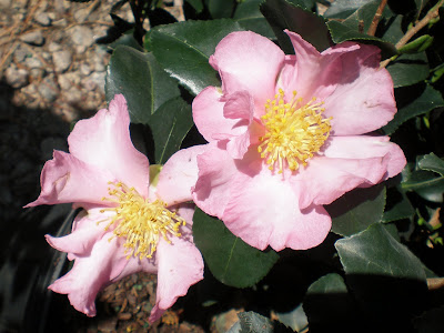 Homewood Blogpatch: October 2009