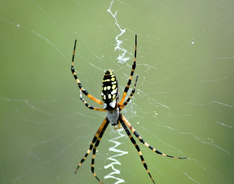 John's View Of The World Banana Spider