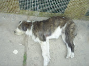 Perro Muerto en las calles de Bogotá