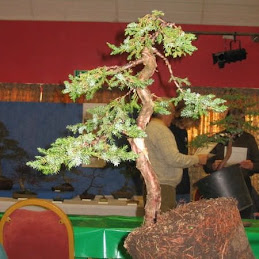 Fobbs Competition Tree