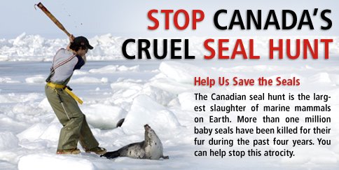STOP CANADA's CRUEL SEAL HUNT - NARESH KADYAN