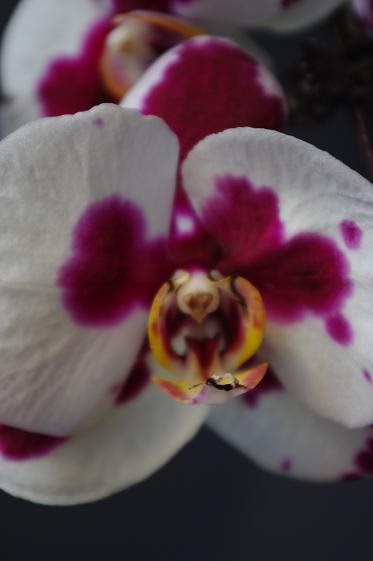 [orchid.JPG]