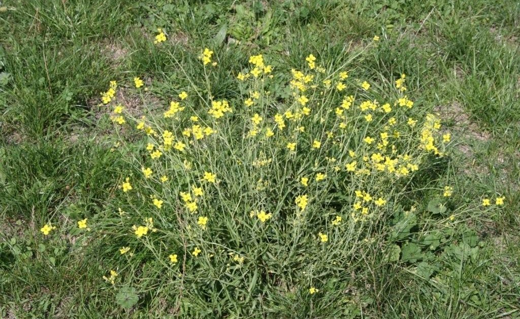 ProvenceLivetickerBlog Wilder Rucola