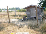 Chicken coop 1