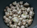 White onion harvest