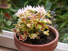 PELARGONERNA BLOMMAR