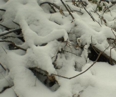 [13-snow-in-woodpile.JPG]