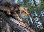 Tree Climbing