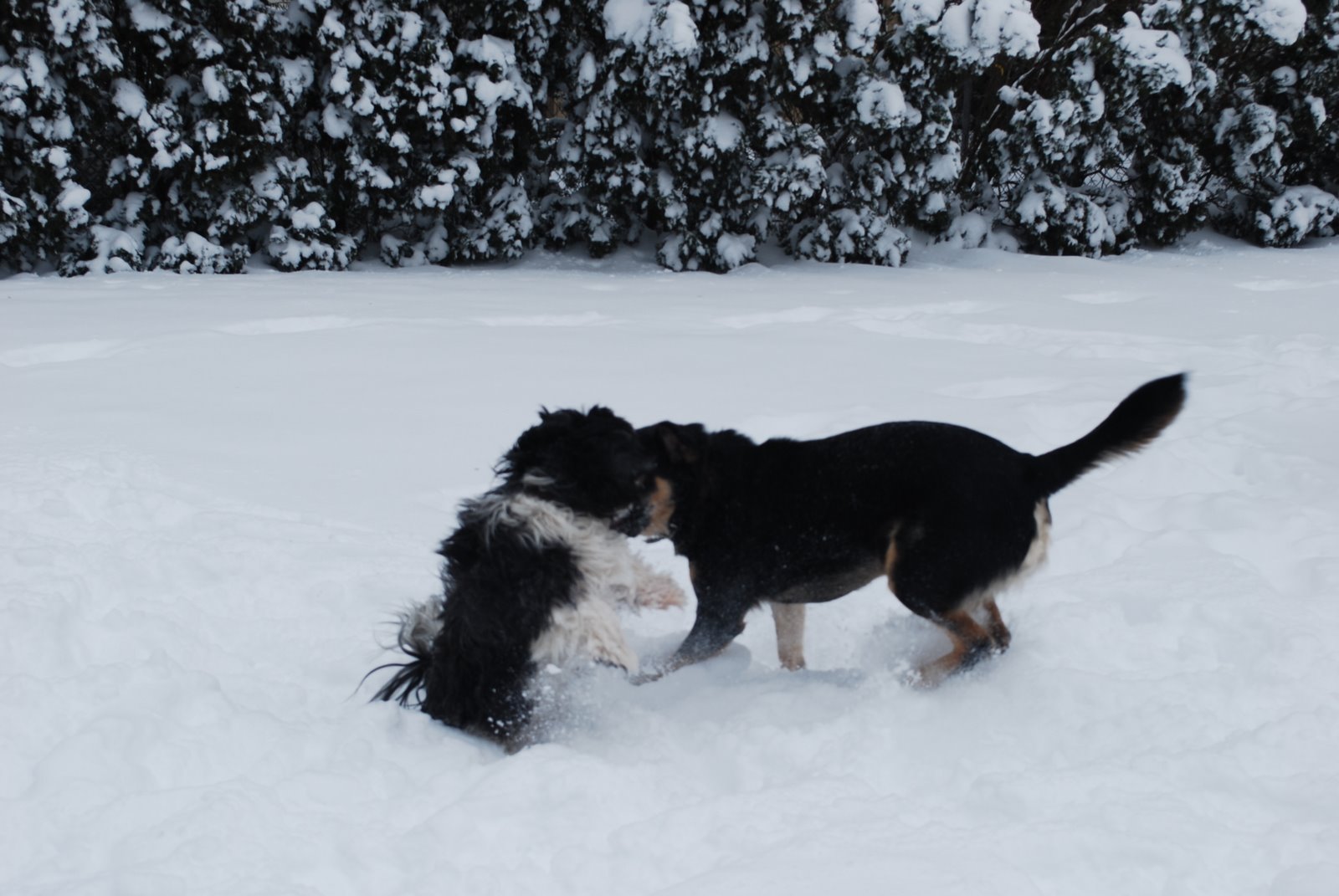 [snow+day+038.JPG]