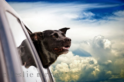 dog+heaven+rsw.jpg