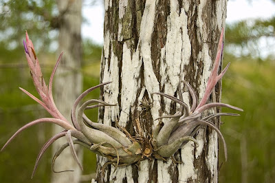 Florida Air Plants