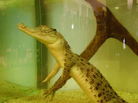 crocodile!!!