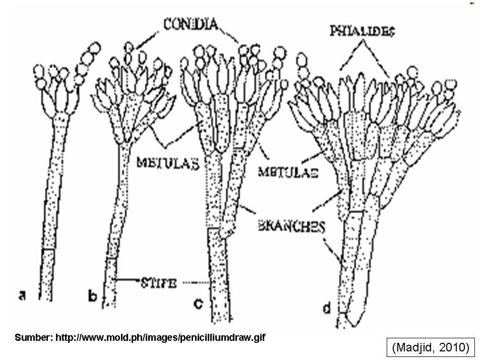fungi penicillium