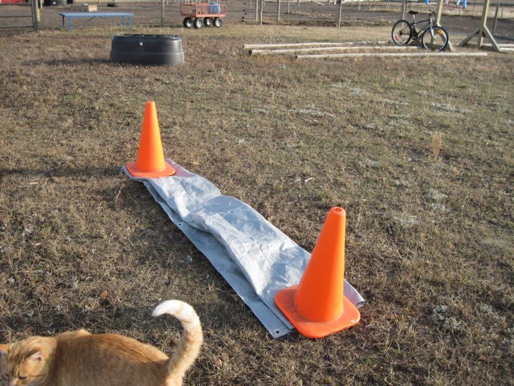 ClickRyder, Clicker Training for Horses Obstacle Course for Horse