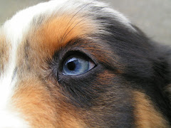 Typical blue eyed aussie