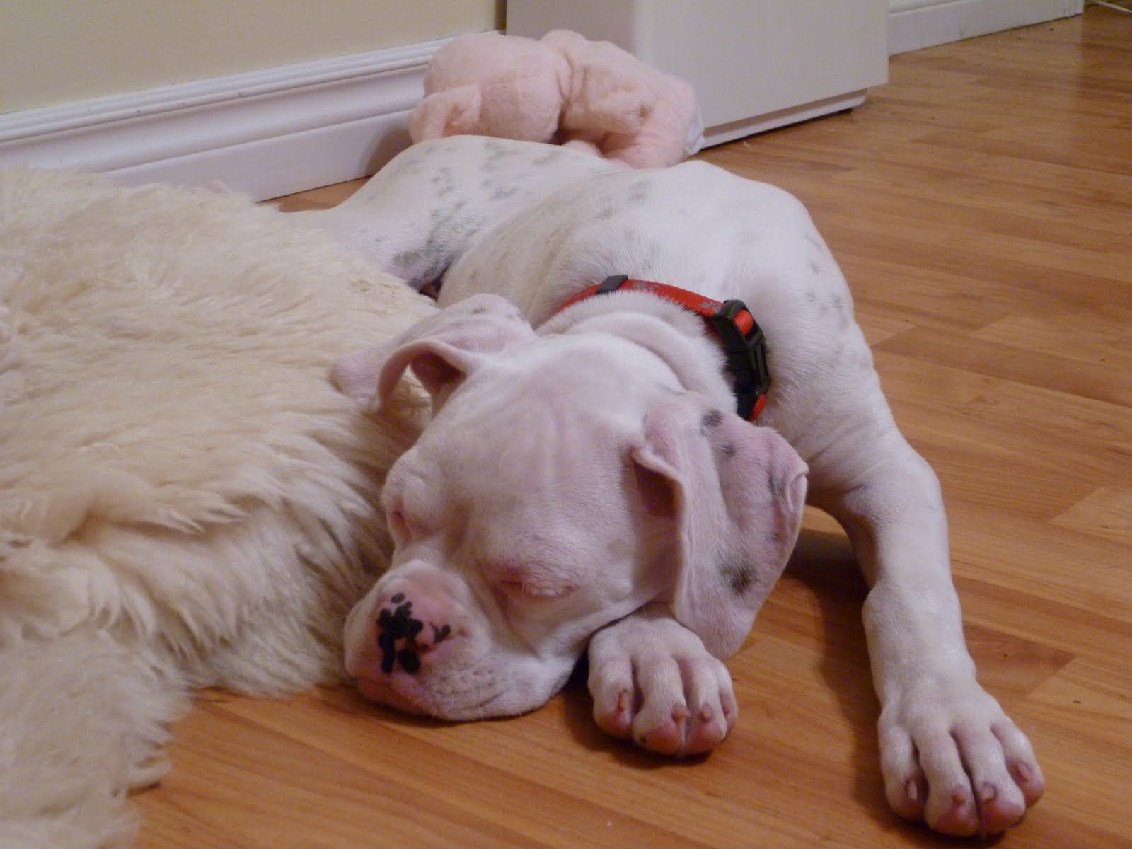 The Road Less Traveled I think my dog has sleep apnea