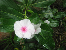 chabela