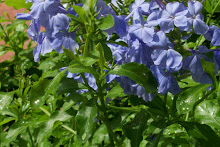 Plumbago